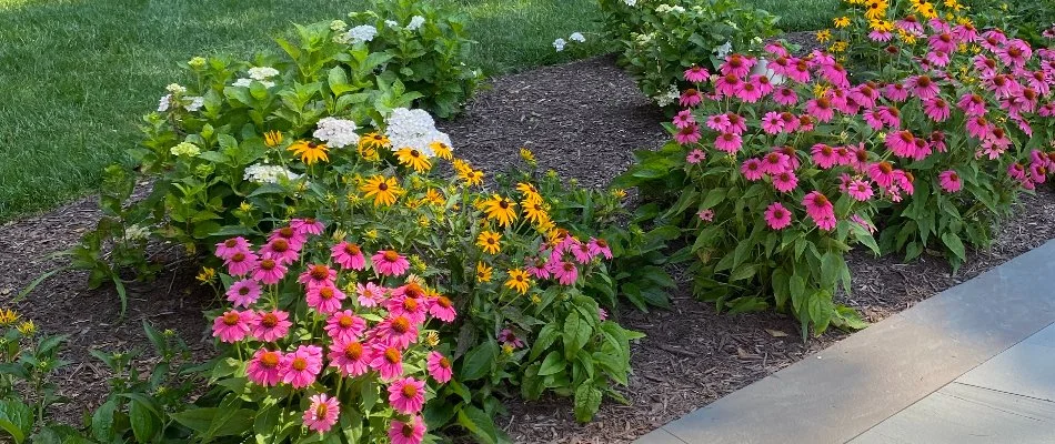 Colorful flowers in a landscape bed in Chevy Chase, MD.