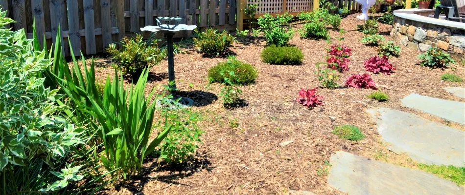 Landscape in Chevy Chase, MD, with small plants receiving sunlight.