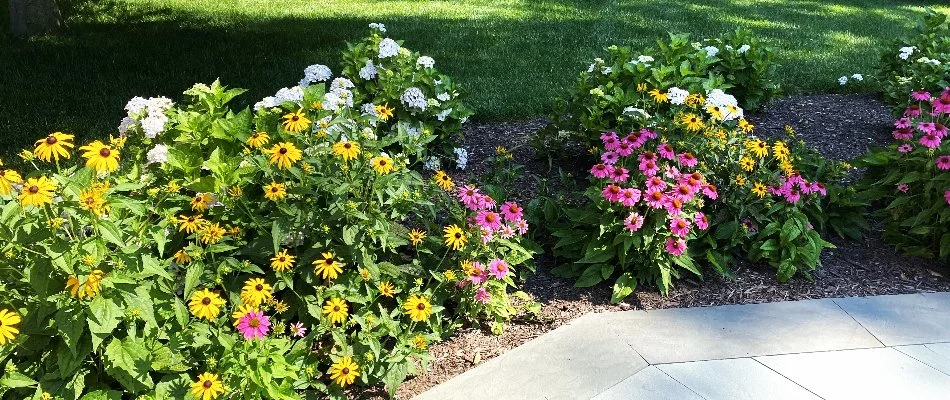 Several colorful flowers planted in a landscape bed in Chevy Chase, MD.