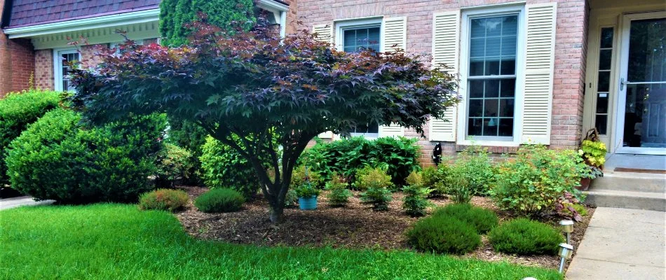 Landscape bed with various plants in the front yard of a property in Great Falls, VA.
