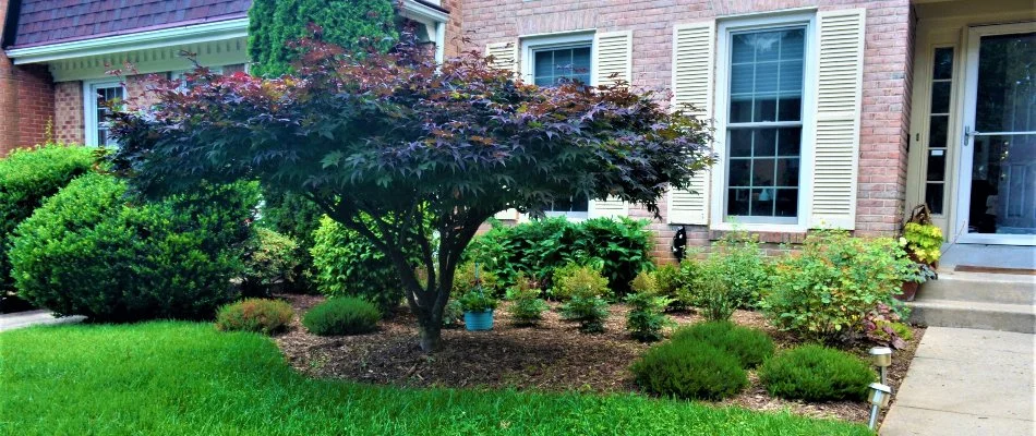 Landscape bed in Chevy Chase, MD, with shrubs and a small tree.