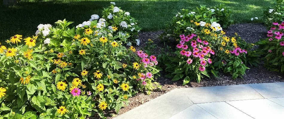 Landscape bed with colorful flowers in Rockville, MD.