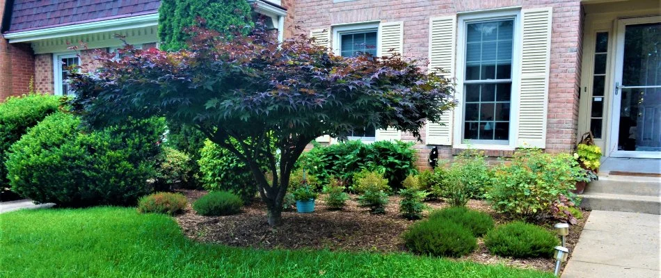 Japanese maple tree in landscaping in front of a home in Washington, D.C.